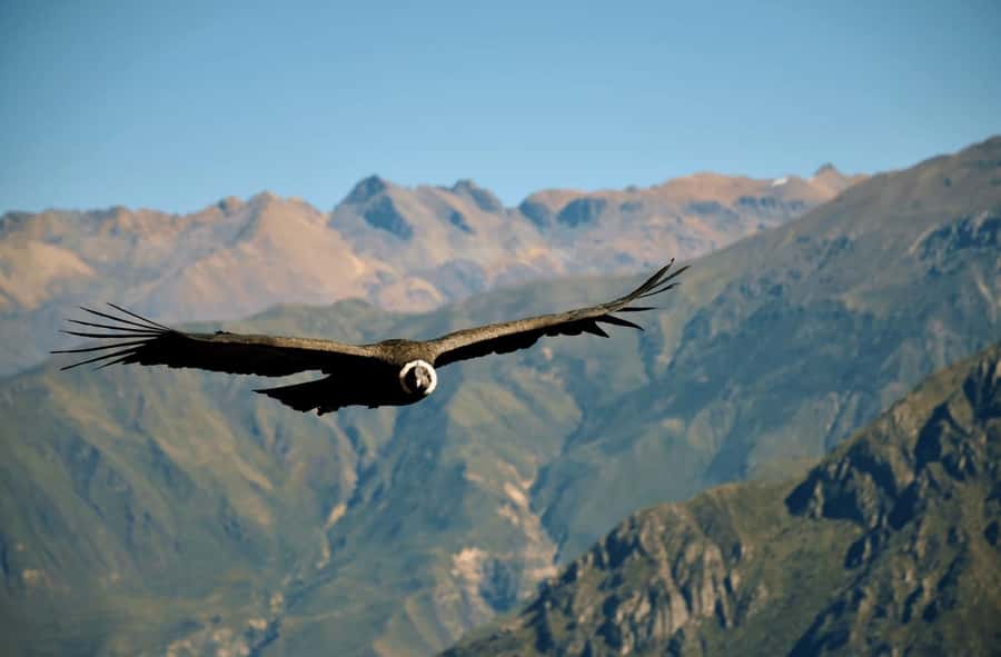 2-Day Tour Colca Canyon in Arequipa with end in Puno - Key points at a glance