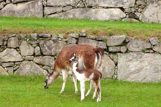 2 Day - Tour to Machu Picchu from Cusco - Group Service - The guide can make or break the visit