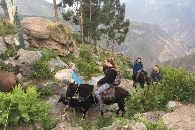 2 Day Trek Including Transfer to Puno / Colca Canyon - The sunrise climb to Cabanaconde