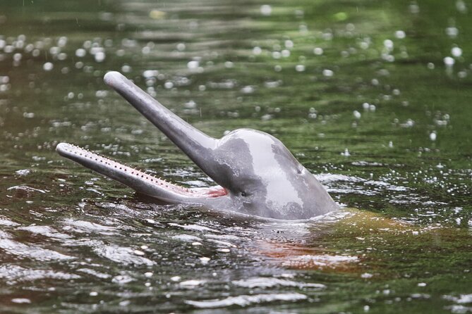3-Day All Inclusive Guided Jungle Tour from Iquitos at Maniti Eco-Lodge - Sunrise on the Amazon and a morning by boat