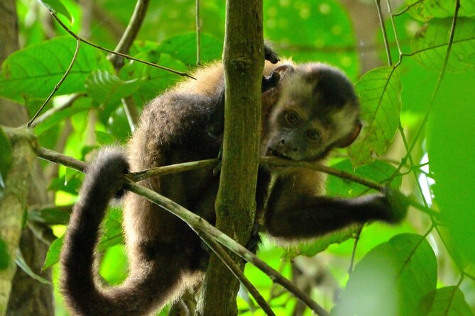 3-Day Eco-Sustainable Private Tour Manu National Park - Day two: boats, baths, and Machuwasi Lagoon