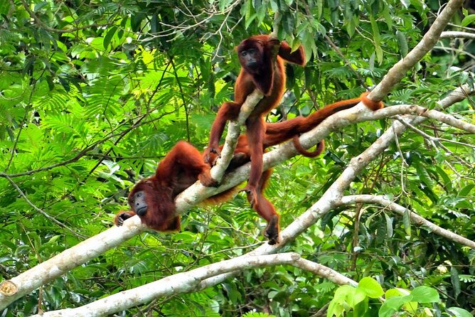 3-Day Eco-Sustainable Private Tour Manu National Park - Lodging, meals, and practical comfort