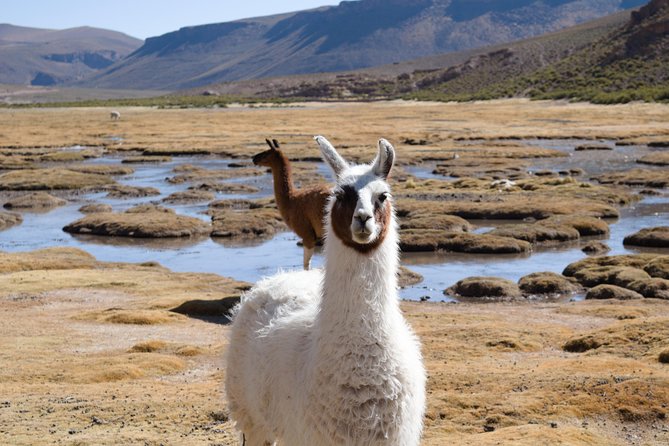 3-Day Tour to Salt Flats and Lagoons - Three hours on the Salar de Uyuni