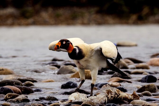 4 Day Tour to the Manu National Park - Day one: from Cusco to Pilcopata through changing forests