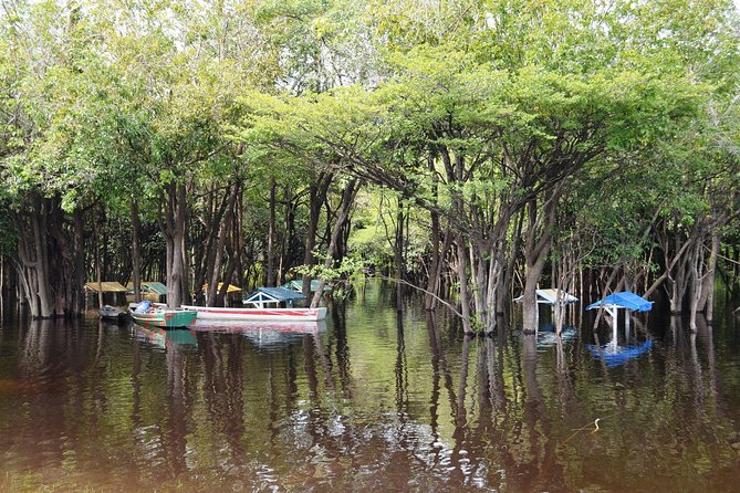 4 Days Amazon Jungle Adventure Tour - Day two: medicinal plants and quiet waterways
