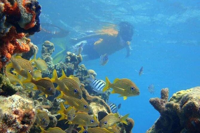 5 islands tour to rosario Islands with snorkeling activity! - Who will enjoy this Rosario Islands route