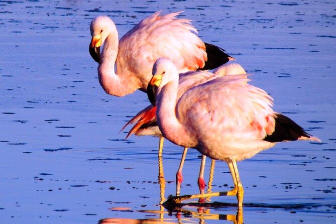 8-Hours Tour in Arequipa Laguna de Salinas with Pick-up - Food, extra fees, and the $30 price