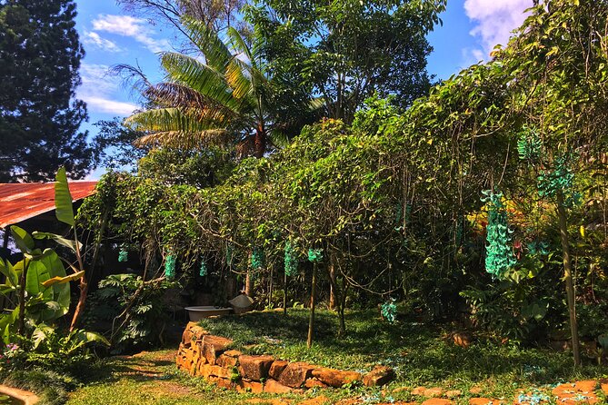 Admission to Andoke Butterfly Center in Cali with Release Ritual - A Close Look at Butterflies Near Cristo Rey