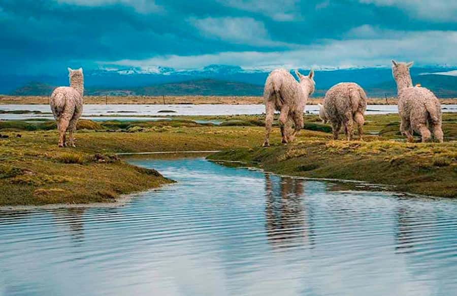 Adventure Day in Arequipa: Pillones Waterfall + Rock Forest - Pampa Cañahuas and the Salinas reserve