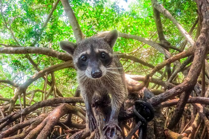 Adventure full day Isla Barú + Mangroves + Snorkel + bioluminescent plankton - Playa Tranquila and the Mambo Beach base