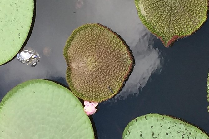 Amazon Jungle Experience with Overnight - Janauary, water lilies, and the floating village