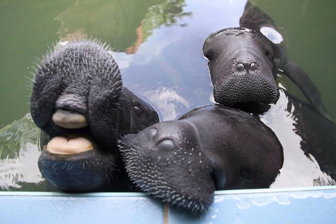 Amazon Rescue Center - Manatees Conservation Center Admission Ticket - Why CREA feels different from a normal animal attraction