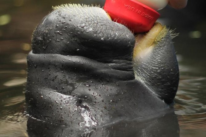 Amazon Rescue Center - Manatees Conservation Center Admission Ticket - The one-hour route through CREA