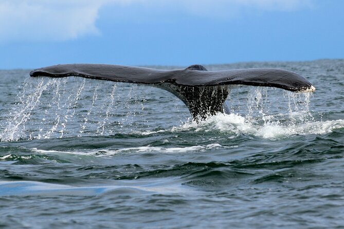 Bahía Málaga: Humpback Whale Watching in Cali - Colombia - Why this Pacific coast trip is worth considering