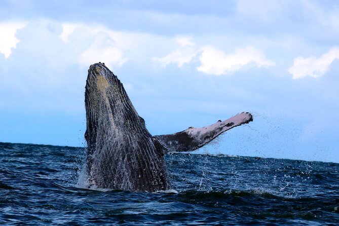 Bahía Málaga: Humpback Whale Watching in Cali - Colombia - Seven hours around Juanchaco