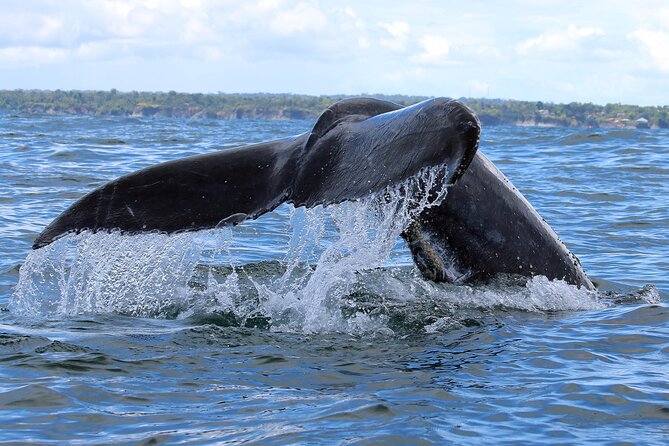 Bahía Málaga: Humpback Whale Watching in Cali - Colombia - Watching humpback whales from the water