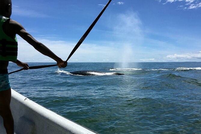 Bahía Málaga: Humpback Whale Watching in Cali - Colombia - Group size, guides, and the feel of the day