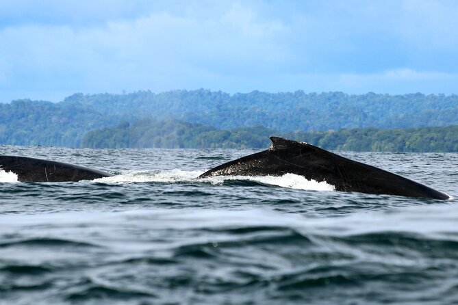 Bahía Málaga: Humpback Whale Watching in Cali - Colombia - The 4:30 am start from Cali