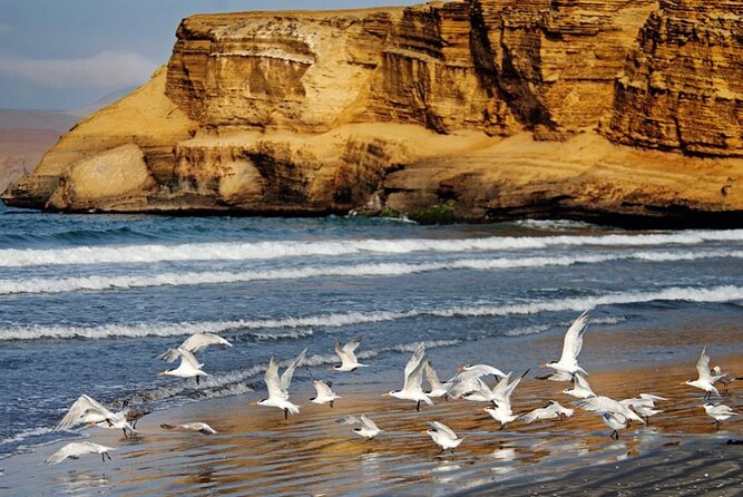 Ballestas Islands & National Reserve of Paracas from Ica - The organization issues to watch