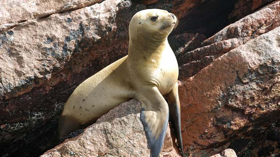 Ballestas Islands & Paracas National Reserve from Paracas - Why this seven-hour Paracas tour works well