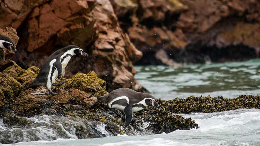 Ballestas Islands & Paracas National Reserve from Paracas - Ballestas Islands: sea lions, penguins, and seabirds