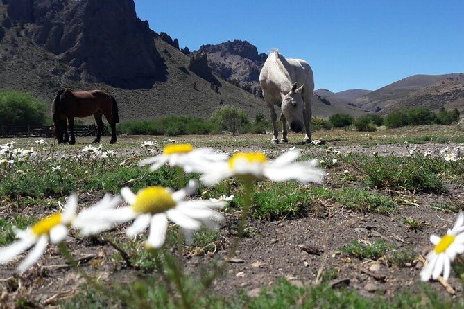 Bariloche Horseback Riding & Traditional Argentine Barbecue Tour - Two hours from forest to Patagonian steppe