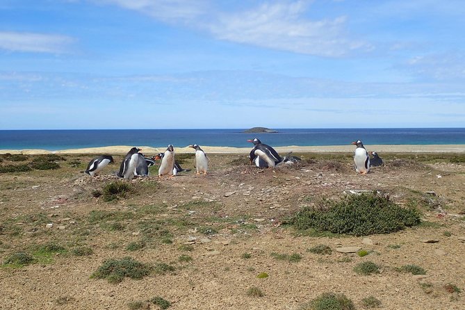 Bertha’s Beach & Beyond - Your Falklands, Your Way! - Bertha’s Beach is the main event