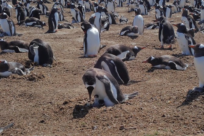 Bertha’s Beach & Beyond - Your Falklands, Your Way! - Gypsy Cove and other possible additions