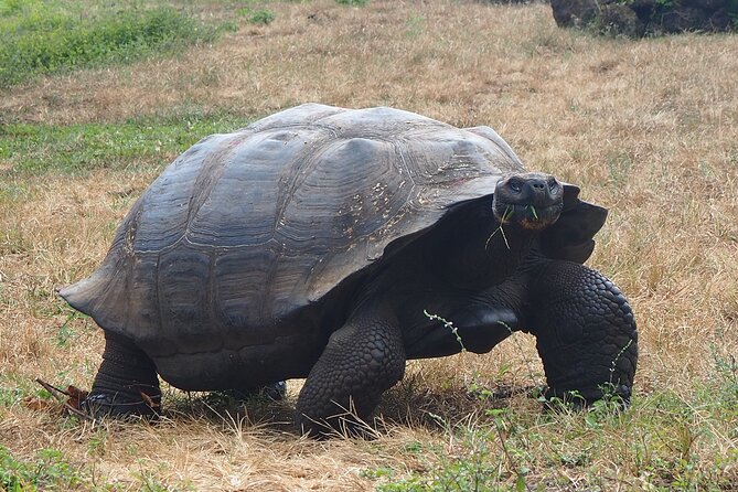 BiciTour Giant Turtles and Lava Tunnel in Galapagos - Walking through Galapagos Frontier Reserve