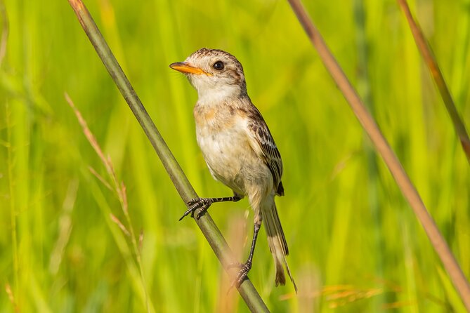 Birding and Nature Chaco Tour - Why the Humid Chaco Is Worth Leaving Asunción For