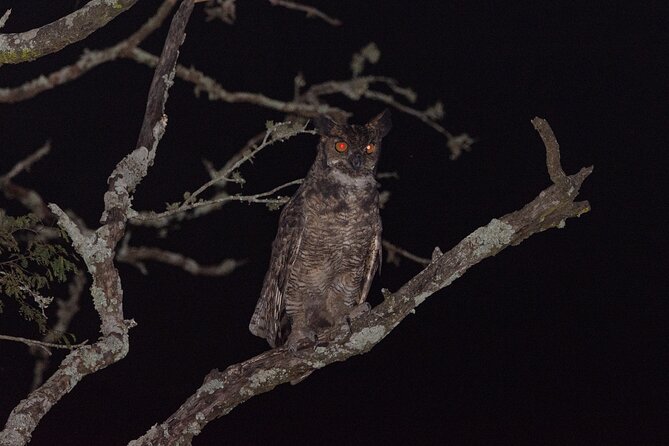 Birding and Nature Chaco Tour - The 5:30 a.m. Start Is Part of the Experience