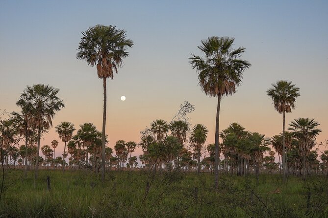 Birding and Nature Chaco Tour - Who Should Book This Chaco Outing?