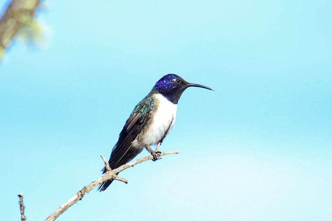 Birdwatching Tour in Cajas National Park from Cuenca - Why Cajas is such a good birding day from Cuenca