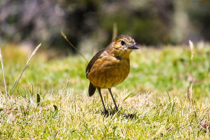 Birdwatching Tour in Cajas National Park from Cuenca - High páramo birding at 3,800 meters