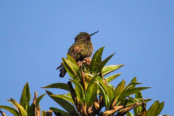 Birdwatching Tour in Cajas National Park from Cuenca - Lunch and the change to Llaviuco Valley