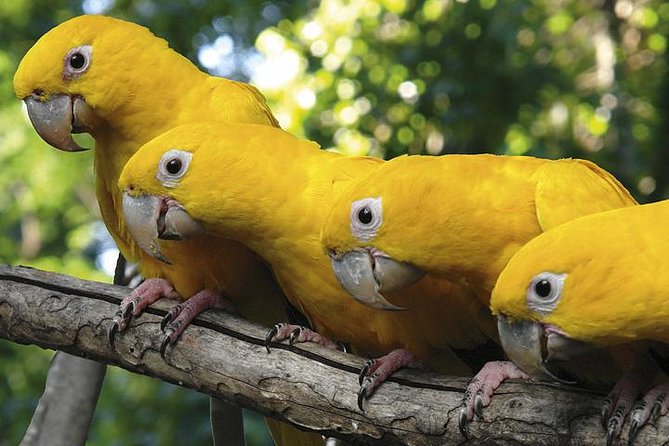 Brazilian Falls, Bird Park and Itaipu Dam from Foz do Iguaçu - Why this full-day combination works