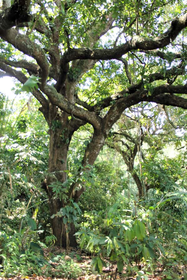 Cacao Experience Tour - Meeting the people behind the farm