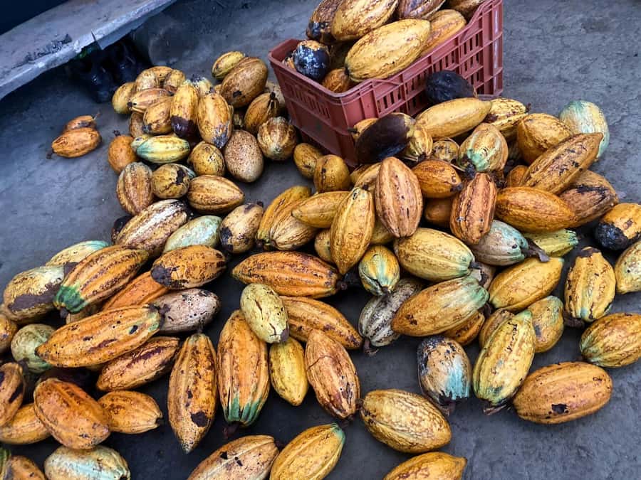 Cacao Experience Tour - Reaching the waterfall
