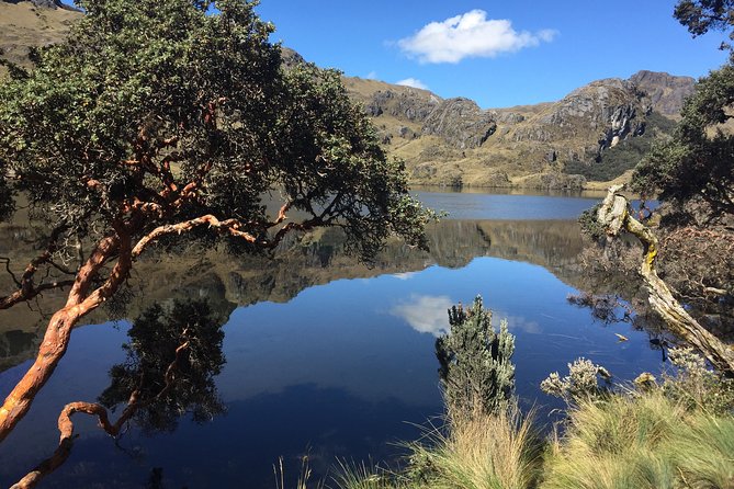 Cajas Unveiled: A Half-Day Escape from Cuenca - Lakes, grasslands, and the unusual Polylepis trees