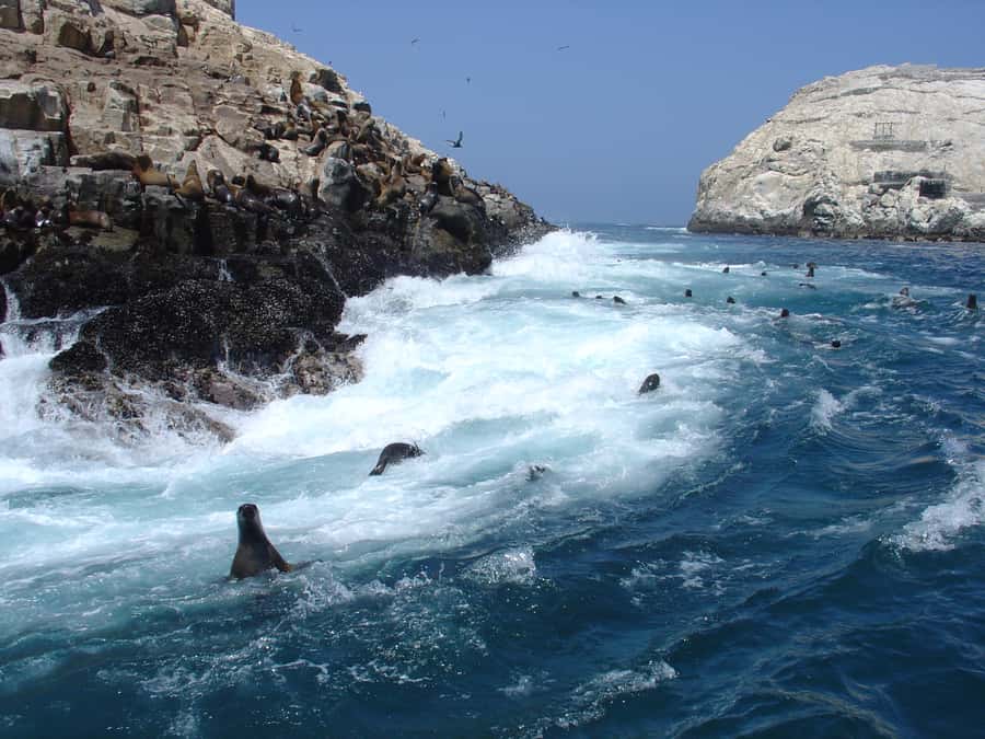 Callao: Swimming with Sea Lions Palomino Islands Boat Tour - From El Mirador to the open water