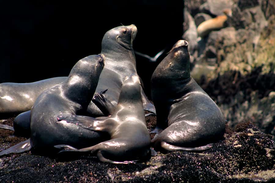 Callao: Swimming with Sea Lions Palomino Islands Boat Tour - What it feels like around the sea lions