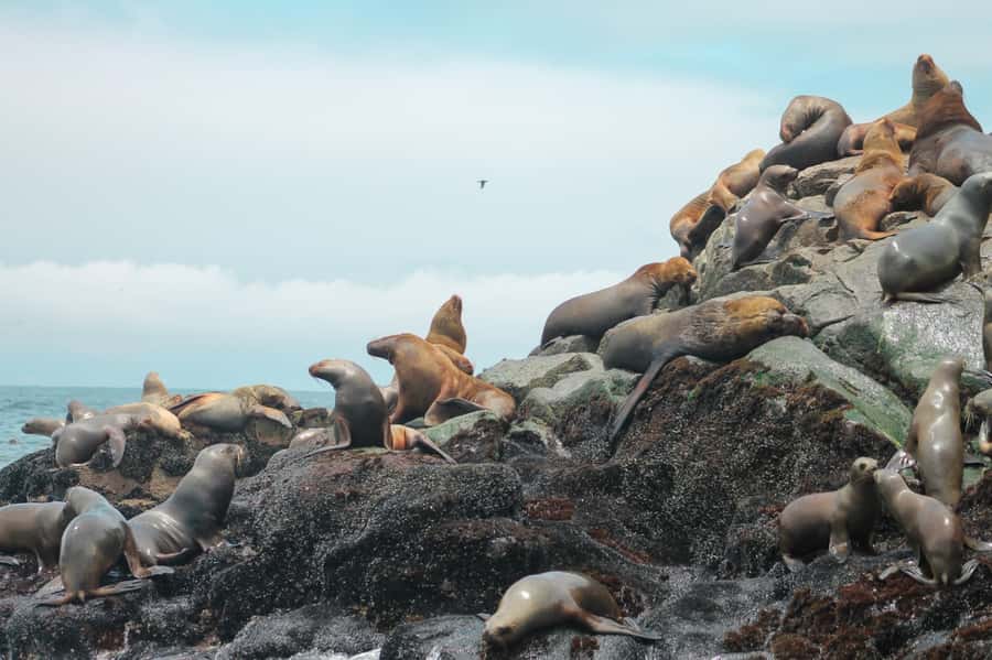 Callao: Swimming with Sea Lions Palomino Islands Boat Tour - Who should book this Callao boat trip