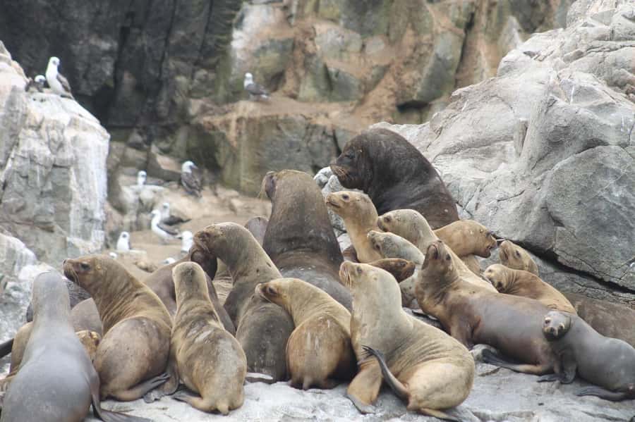 Callao: Swimming with Sea Lions Palomino Islands Boat Tour - Should you book it?