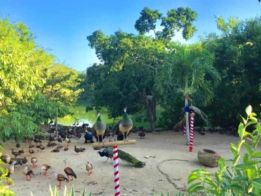 Cartagena: Entrance to the AVIARY with TRANSFER INCLUDED - Two hours among Colombia’s birds