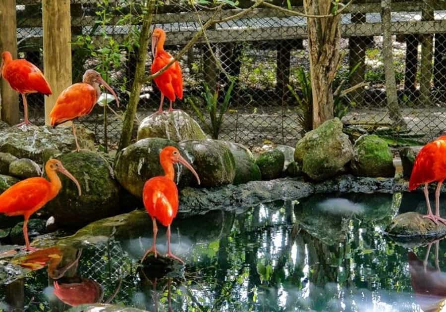 Cartagena: Entrance to the AVIARY with TRANSFER INCLUDED - The morning pickup takes planning