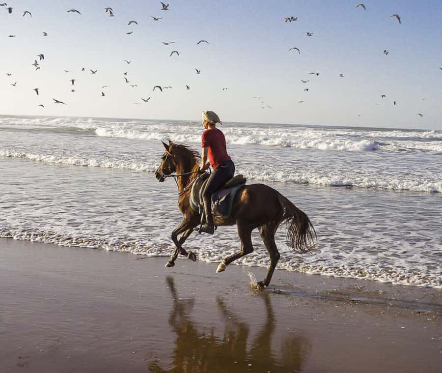 Cartagena: Horseback Riding on the Beach at Sunset - Local stories, mangroves, and the eco-tourism angle