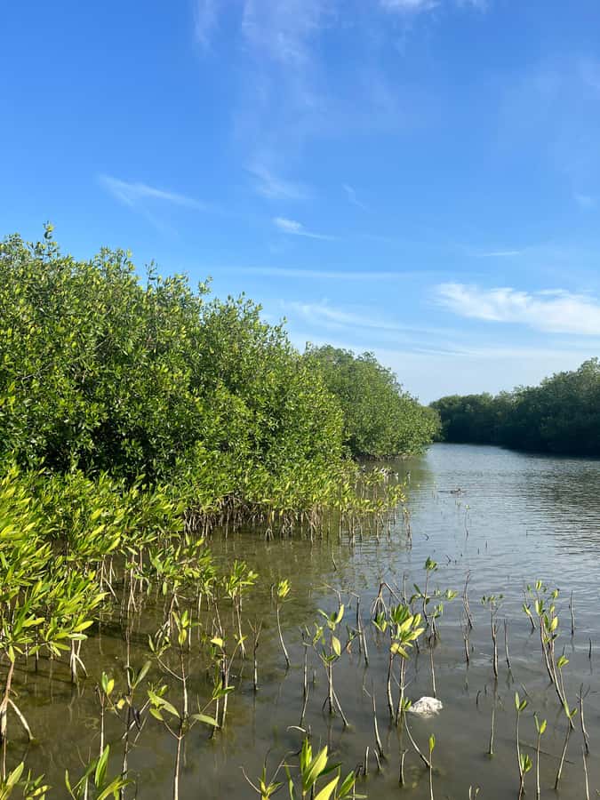 Cartagena: Mangrove Eco Tour & Fishing with Transportation - What the two-hour schedule really means