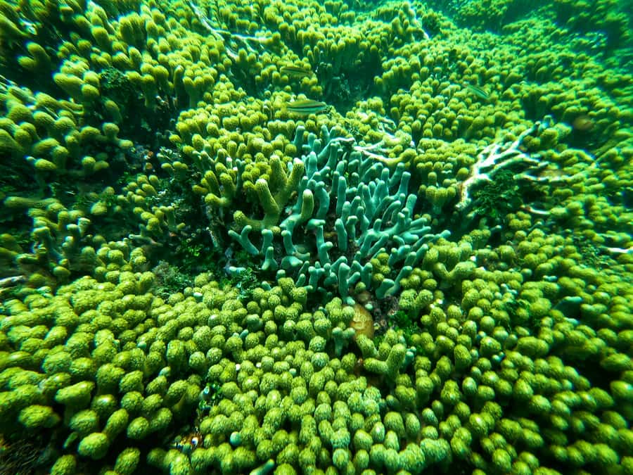 Cartagena: Rosario Island and Mangroves Private Day Trip - Snorkeling above Rosario coral