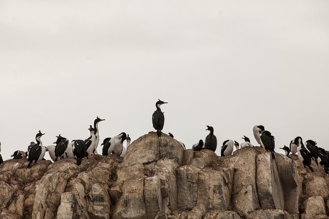 Catamaran Tour through the Beagle Channel and Penguins in Isla Martillo - Isla de los Pájaros and its busy bird colonies