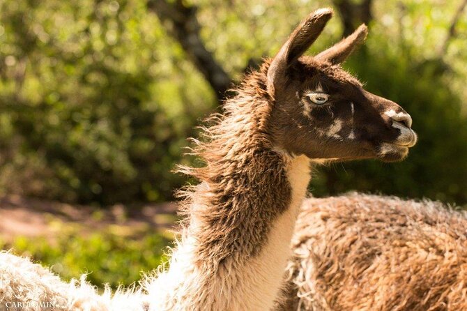 Cochahuasi Animal Sanctuary® Admission Ticket - Why Cochahuasi is more than an animal stop